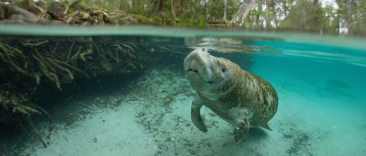 Kayaking with Manatees
