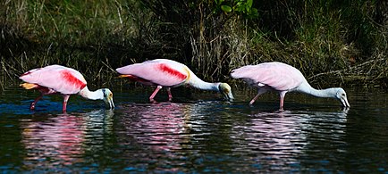 Birdwatching in Rockport, Texas